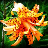  Лилия тигровая Flore Pleno (Флора Плена)