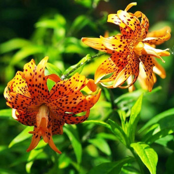 Лилия тигровая Flore Pleno (Флора Плена)