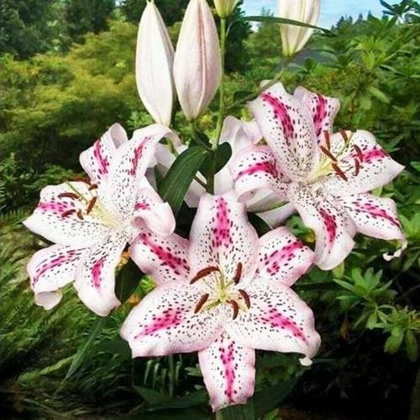  Лилия восточная Solution (Солюшн)