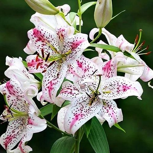  Лилия восточная Solution (Солюшн)