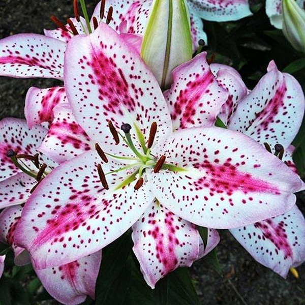  Лилия восточная Solution (Солюшн)