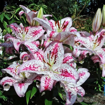  Лилия восточная Solution (Солюшн)