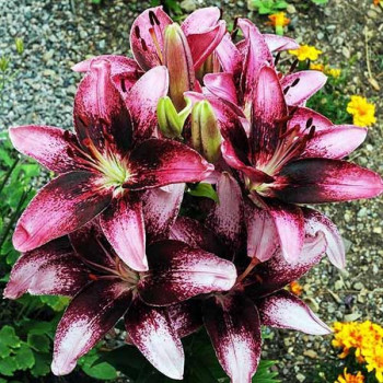  Лилия азиатская Purple Dream (Пурпл Дрим)