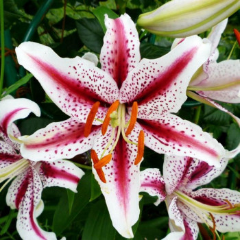  Лилия восточная Dizzy (Диззи)