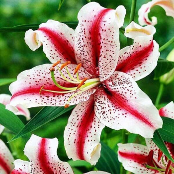  Лилия восточная Dizzy (Диззи)