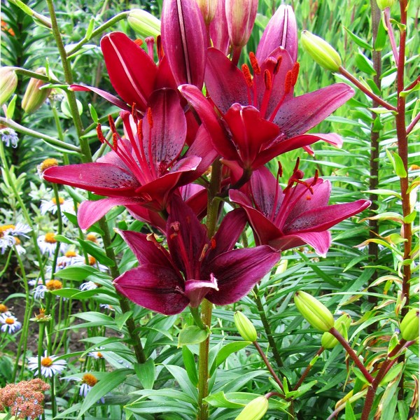  Лилия Black Out