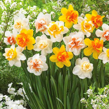 Нарциссы махровые, микс (в упаковке - 3шт.)