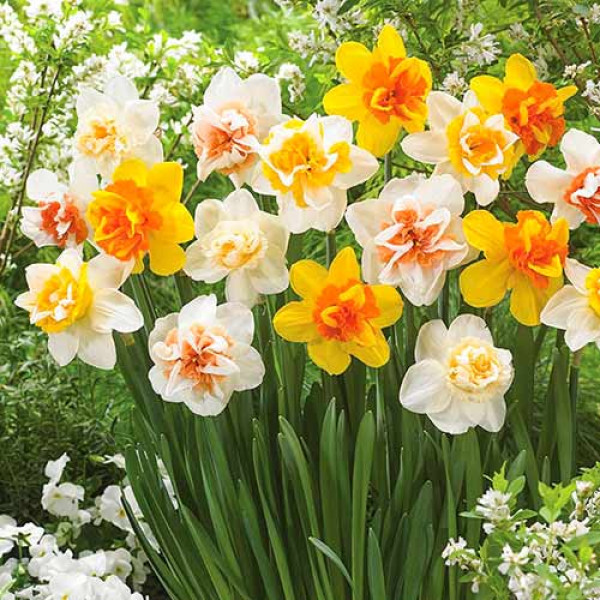 Нарциссы махровые, микс (в упаковке - 3шт.)