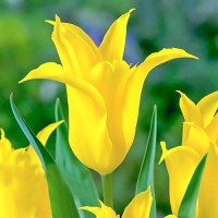 Тюльпан зеленоцветный Дансинг Шоу (в упаковке - 3шт.)
