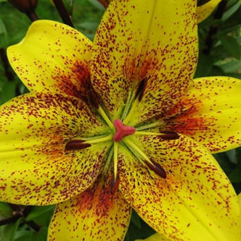  Лилия Belo Horizont