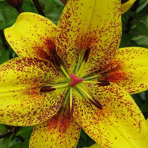  Лилия Belo Horizont