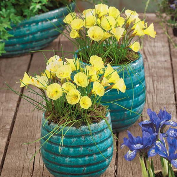 Нарцисс мини Джулия Джейн (в упаковке - 3шт.)