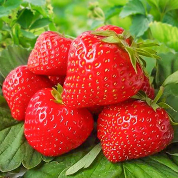 Клубника (крупноплодная) Вима Занта 5 шт. в упаковке