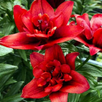  Лилия азиатская Canary Wharf (Канари Варф)