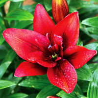 Лилия азиатская Canary Wharf (Канари Варф)