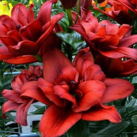  Лилия азиатская Canary Wharf (Канари Варф)