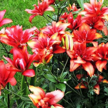  Лилия азиатская Canary Wharf (Канари Варф)