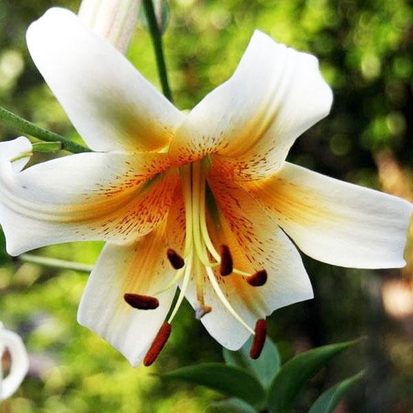  Лилия ОТ гибрид Mister Cas (Мистер Кас)