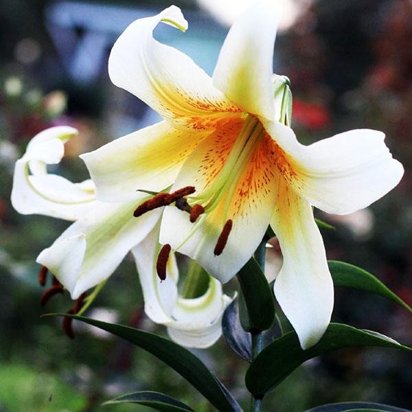  Лилия ОТ гибрид Mister Cas (Мистер Кас)