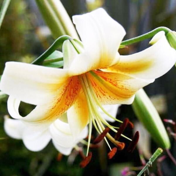  Лилия ОТ гибрид Mister Cas (Мистер Кас)