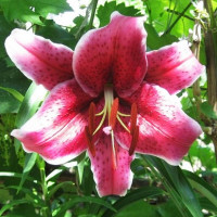  Лилия восточная Barracuda (Барракуда)