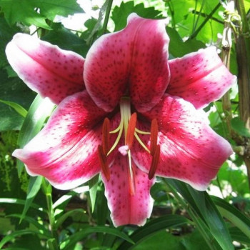  Лилия восточная Barracuda (Барракуда)