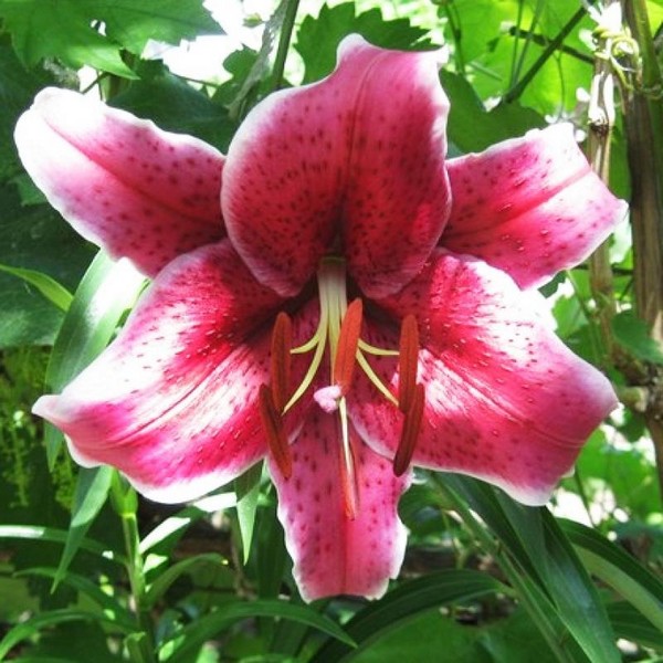  Лилия восточная Barracuda (Барракуда)