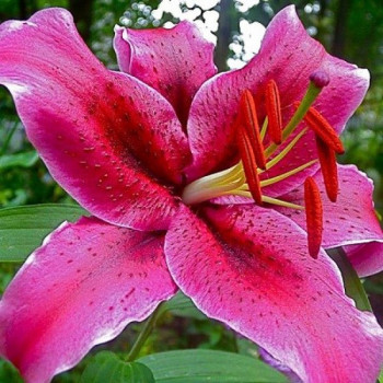  Лилия восточная Barracuda (Барракуда)