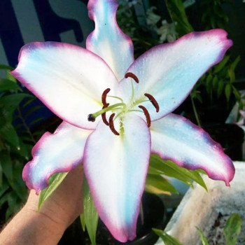  Лилия восточная The Edge (Зе Эдж)