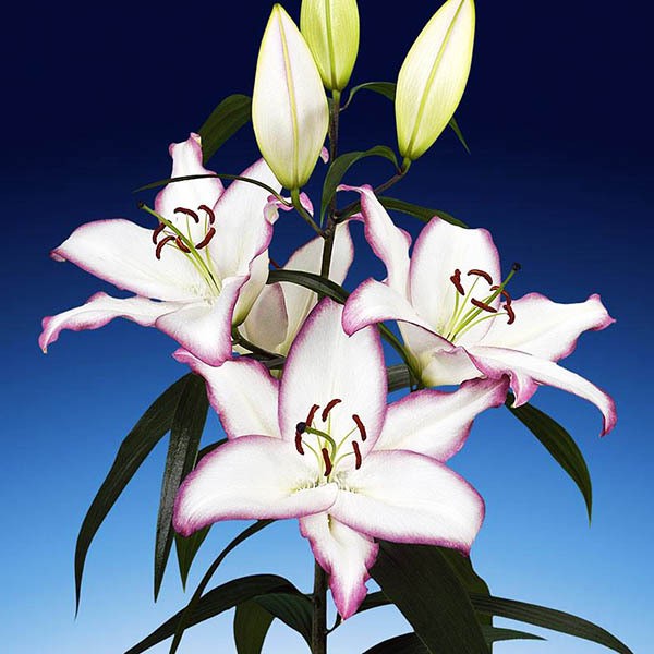  Лилия восточная The Edge (Зе Эдж)