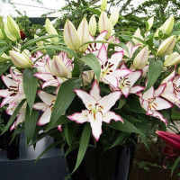  Лилия восточная The Edge (Зе Эдж)