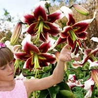  Лилия ОТ гибрид Lesley Woodriff (Лесли Вудриф)