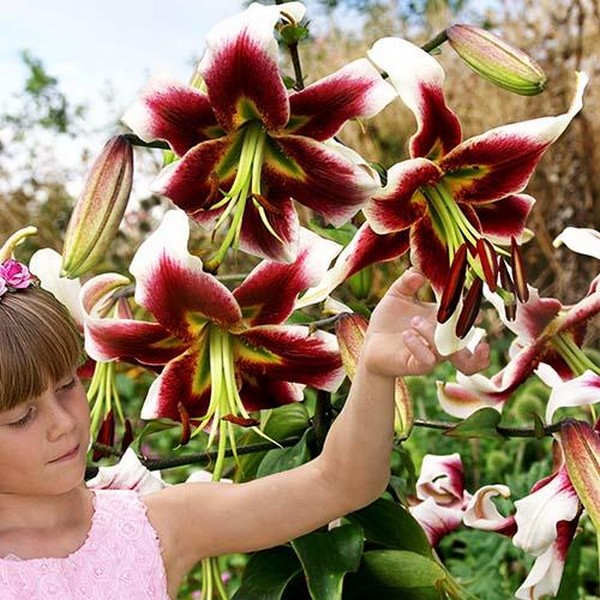  Лилия ОТ гибрид Lesley Woodriff (Лесли Вудриф)