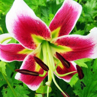  Лилия ОТ гибрид Lesley Woodriff (Лесли Вудриф)