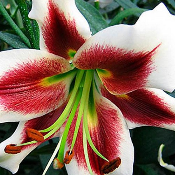  Лилия ОТ гибрид Lesley Woodriff (Лесли Вудриф)