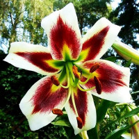  Лилия ОТ гибрид Lesley Woodriff (Лесли Вудриф)