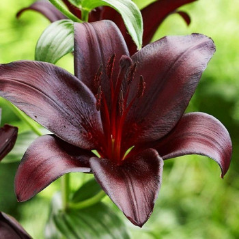  Лилия азиатская Nightrider (Найтрайдер)