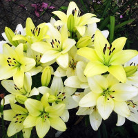  Лилия ЛА гибрид Gerrit Zalm (Геррит Залм)