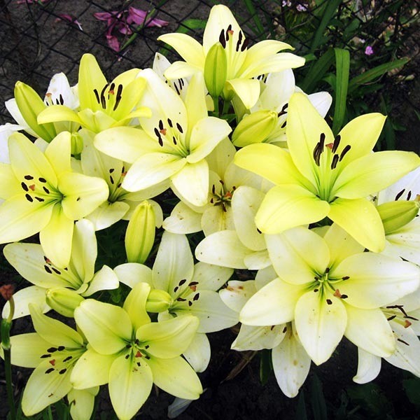  Лилия ЛА гибрид Gerrit Zalm (Геррит Залм)