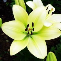  Лилия ЛА гибрид Gerrit Zalm (Геррит Залм)