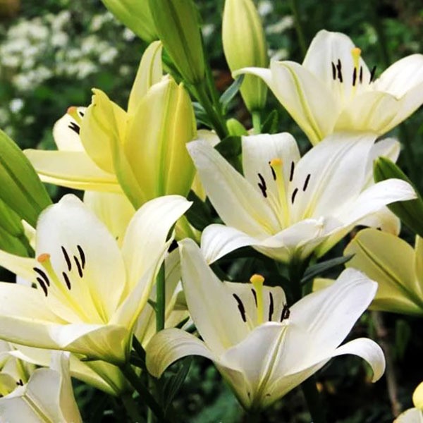  Лилия ЛА гибрид Gerrit Zalm (Геррит Залм)