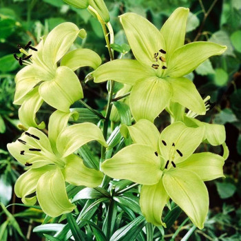  Лилия ЛА гибрид Gerrit Zalm (Геррит Залм)