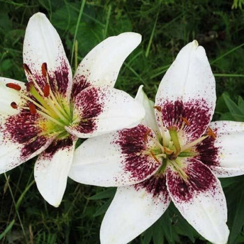  Лилия азиатская White Pixel (Вайт Пиксель)