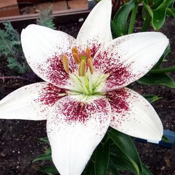  Лилия азиатская White Pixel (Вайт Пиксель)