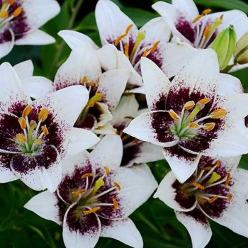  Лилия азиатская White Pixel (Вайт Пиксель)