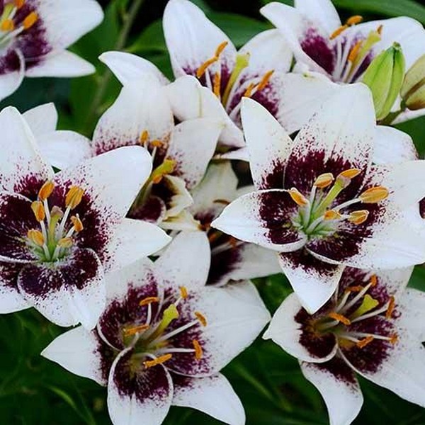  Лилия азиатская White Pixel (Вайт Пиксель)