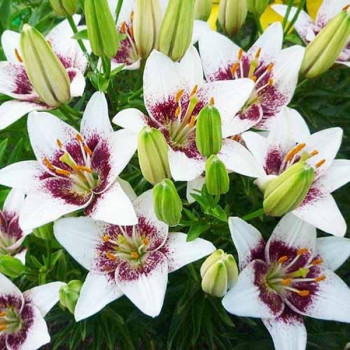  Лилия азиатская White Pixel (Вайт Пиксель)