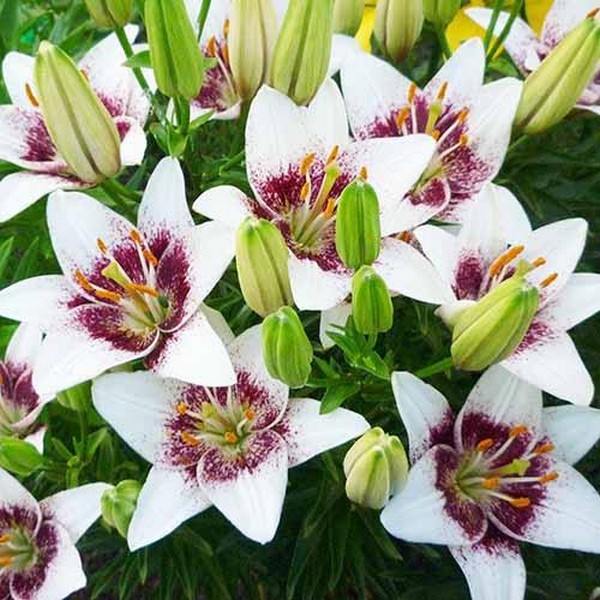  Лилия азиатская White Pixel (Вайт Пиксель)