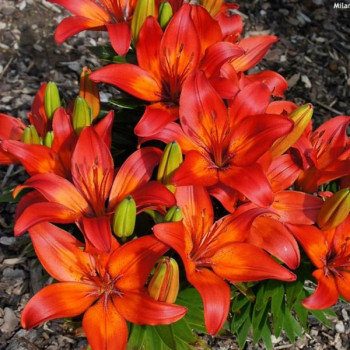  Лилия азиатская Matrix (Матрикс)
