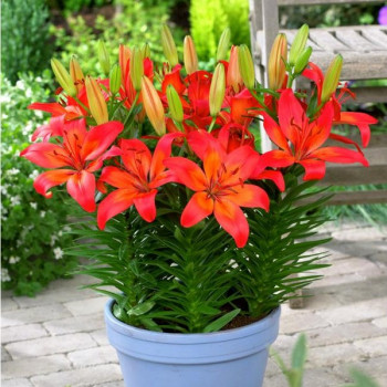  Лилия азиатская Matrix (Матрикс)